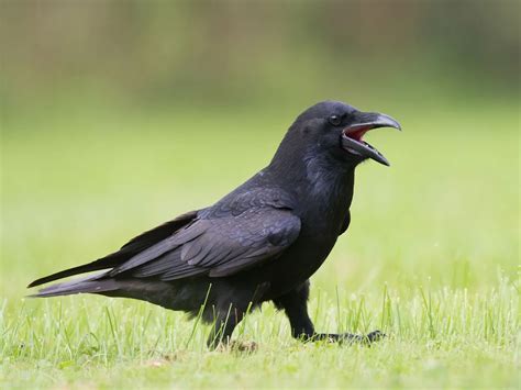 diet of ravens