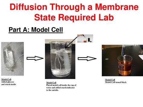 diffusion through membrane lab