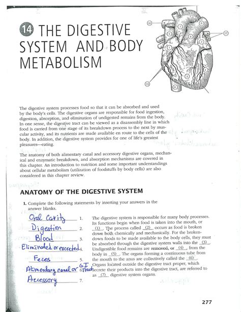 digestive system and body metabolism workbook key Ebook Epub