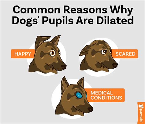 dilated pupils in dogs