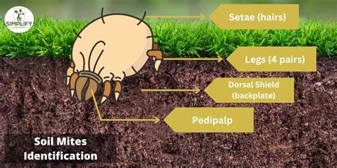 dirt mites user guide Reader