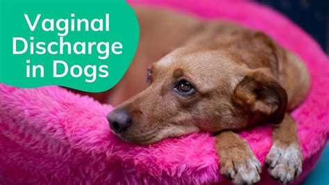 discharge from dogs vulva