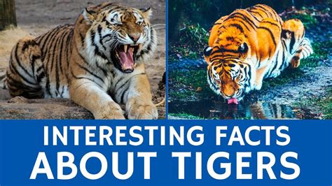 discover lions and tigers fun facts for kids Epub