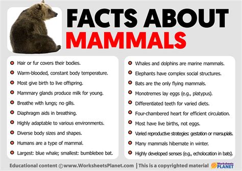 discover mammals fun facts for kids Doc