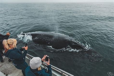 discovery whale watch monterey