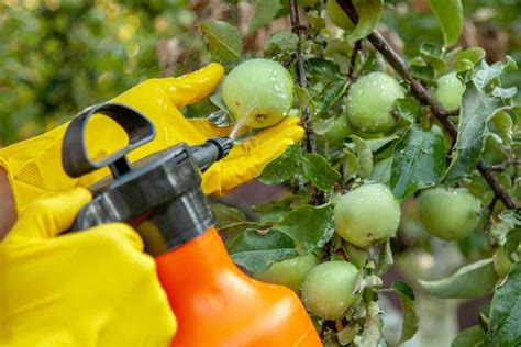 diseases insects and spraying fruit trees in the orchard Doc