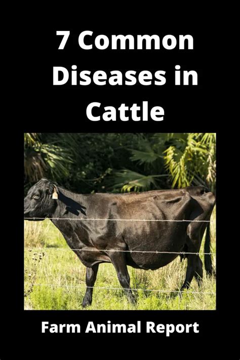 diseases of cattle in the tropics diseases of cattle in the tropics Kindle Editon