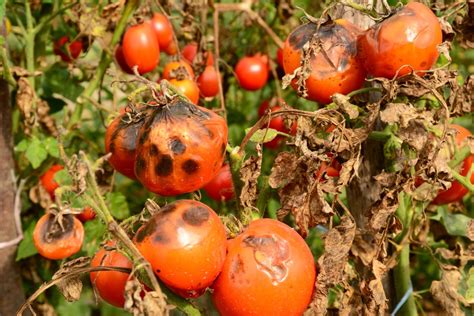 diseases of vegetables Epub