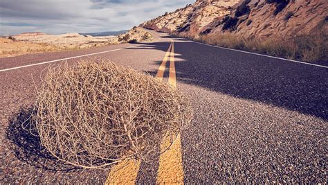 dispatches from tumbleweed Epub