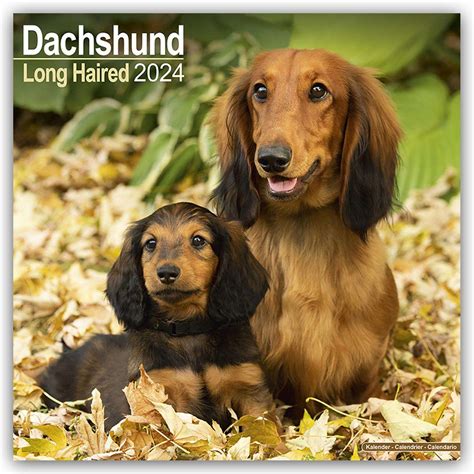 dist dachshunds 2016 18 monatskalender myrna kalender Reader