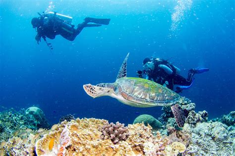 diving and snorkeling philippines diving and snorkeling philippines PDF