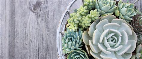 diy succulents from placecards to wreaths 35 ideas for creative projects with succulents Kindle Editon