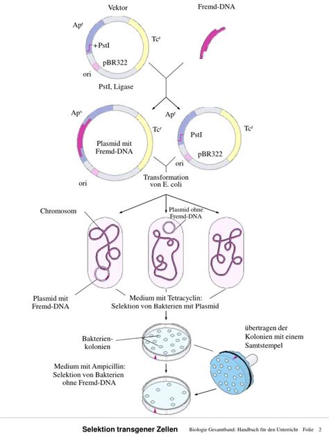 dna sequenzen selektion transformierter pflanzen nutzt ebook PDF