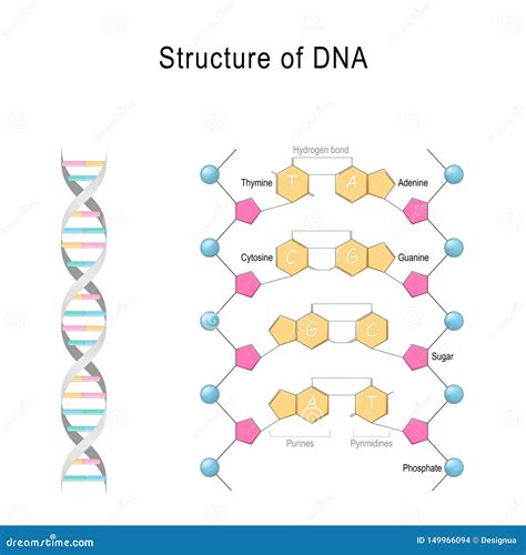 dna structure diagram simple Kindle Editon