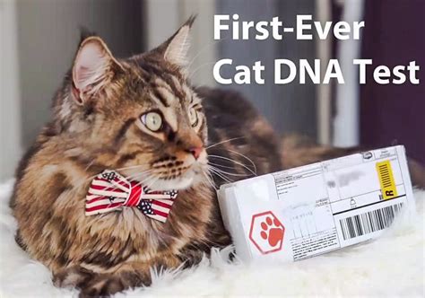 dna testing for cats