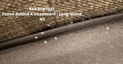 do bed bug eggs stick to clothes