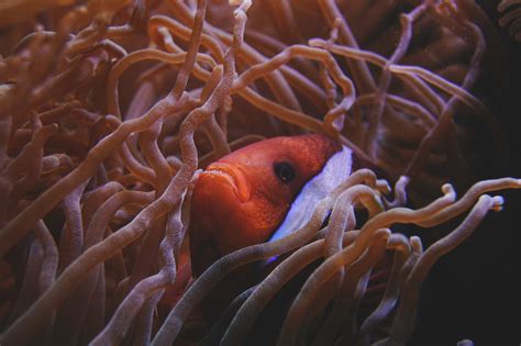 do fish sleep? and 38 other ocean mysteries Epub