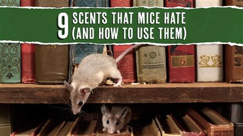 do mice like eucalyptus