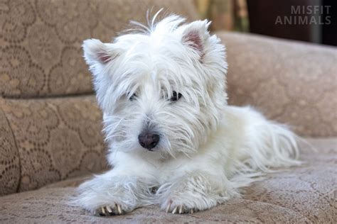 do westies shed