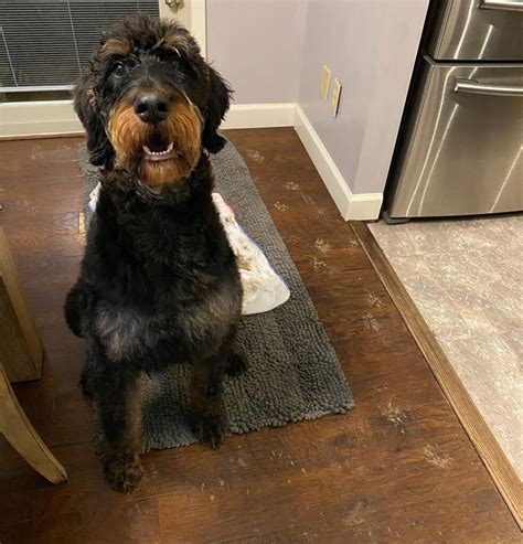 doberman and poodle mix puppies