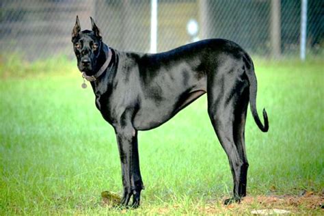 doberman cross great dane