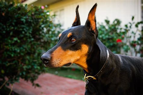 doberman dog pictures