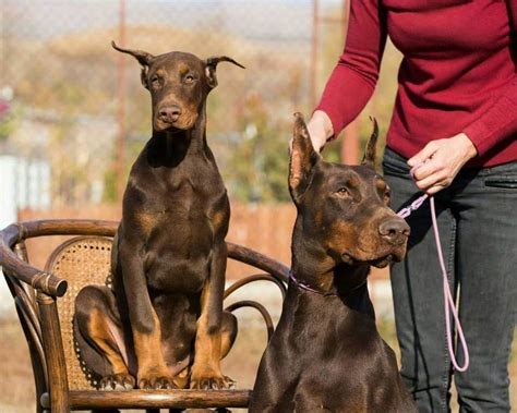 doberman life expectancy