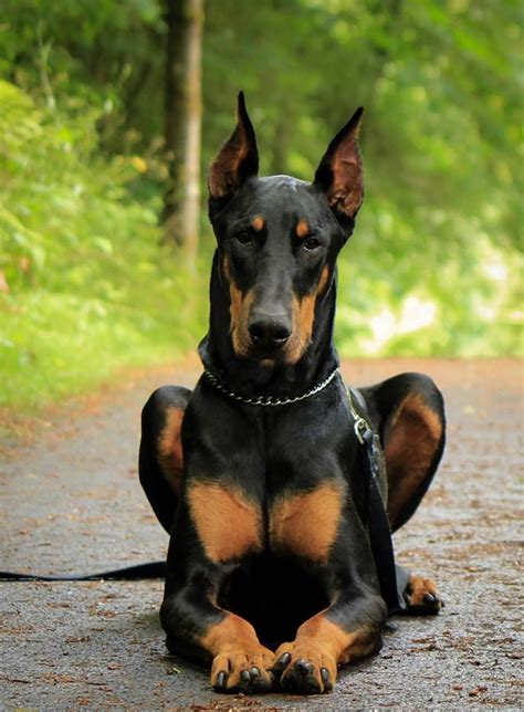 doberman personality