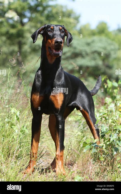 doberman pinscher natural ears