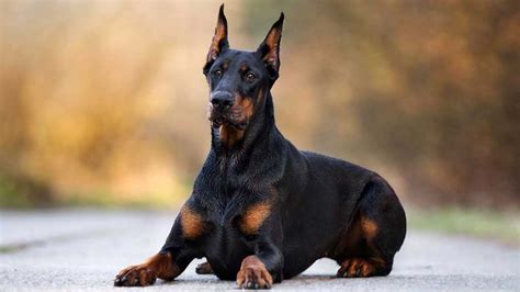 doberman pinscher price