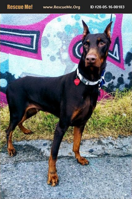 doberman pinscher rescues near me