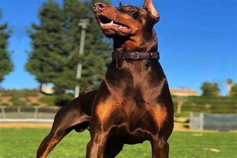 doberman pitbull mix breed