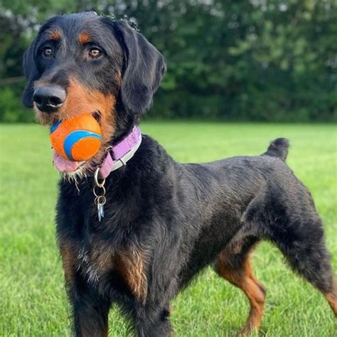 doberman poodle mix