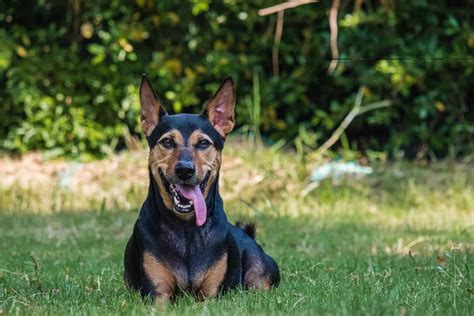 doberman shepherd mix