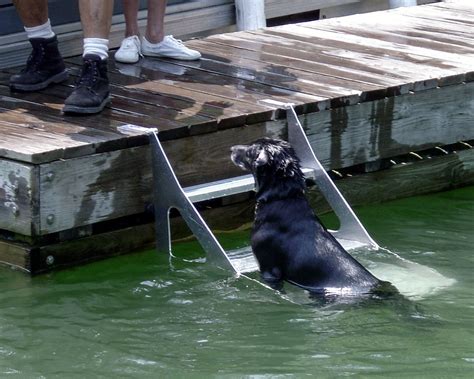 dock stairs for dogs