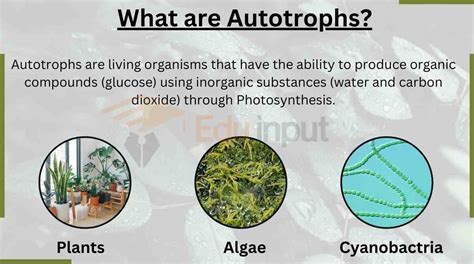 does a autotroph create protein