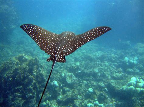 does an eagle ray have a stinger