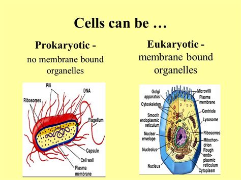 does prokaryotes have membrane bound organelles