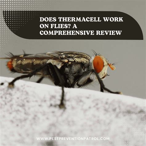 does thermacell work on flies