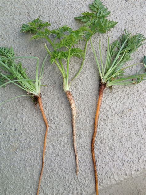 does wild carrot grow in fall