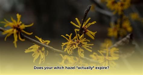 does witch hazel expire