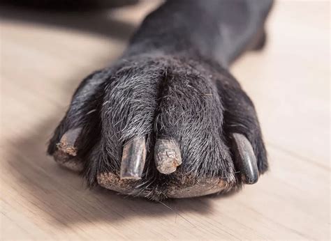 dog's nail is broken