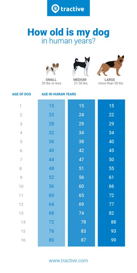 Dog And Human Years Chart