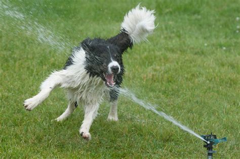 dog and sprinkler