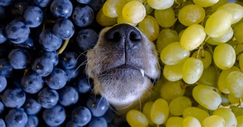 dog ate a grape