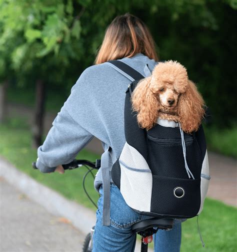 dog backpack