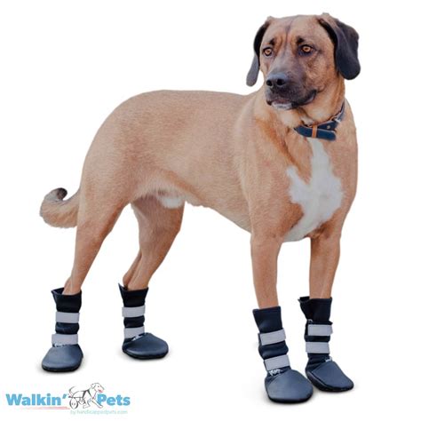 dog booties