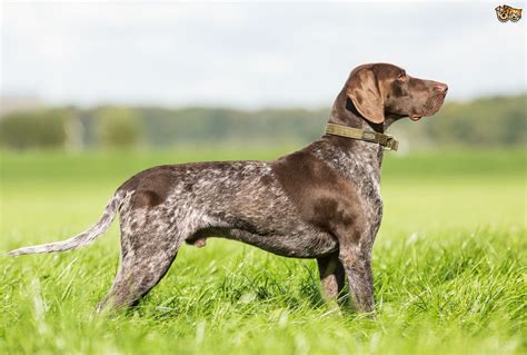 dog breed gsp