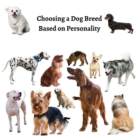 dog breeds personality profiles companion Kindle Editon