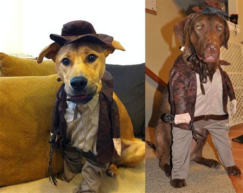 dog costume indiana jones